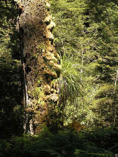 NZ leden-unor 2006 258.jpg